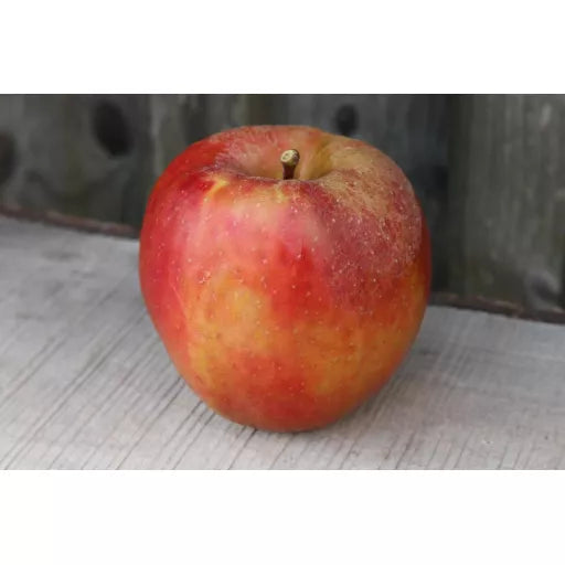 Biodynamiske Æbler Belle de Boskoop - 1 Stk - Tyskland - Frugt & Grønt Uge 45