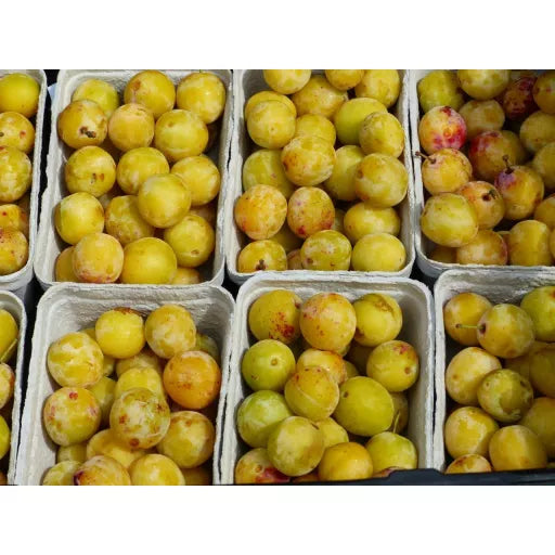 Økologiske Mirabeller - 250G - Tyskland - Frugt & Grønt Uge 34