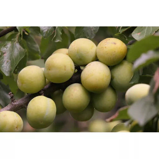 Økologiske Reine Claude Blommer - 100G - Tyskland - Frugt & Grønt Uge 35