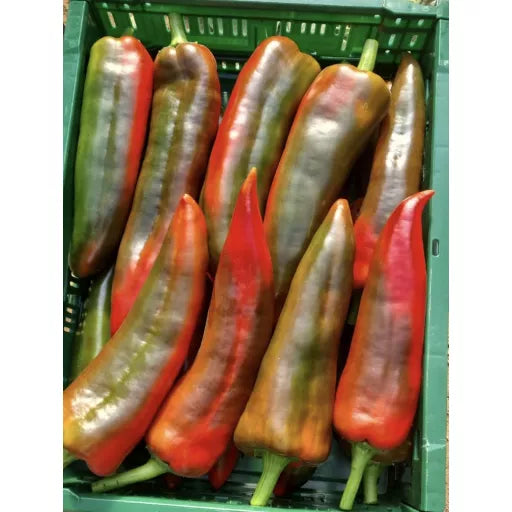 Økologiske Røde Snack Peber - 100G - Italien - Frugt & Grønt Uge 45