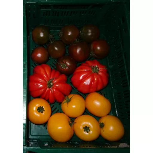 Økologiske Heirloom Tomater - 500G - Tyskland - Frugt & Grønt Uge 28