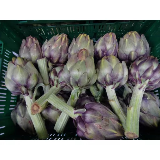 Økologisk Artiskok Violet - 1 Stk - Italien - Frugt & Grønt Uge 48