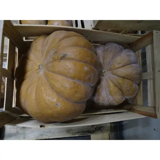 Økologisk Græskar "Muscat"  - 100G - Frankrig - Frugt & Grønt Uge 42
