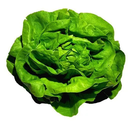 Økologisk Hovedsalat - 1 Stk - Tyskland - Frugt & Grønt Uge 35