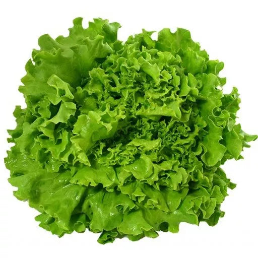 Biodynamisk Batavia Salat - 1 Stk - Tyskland - Frugt & Grønt Uge 47