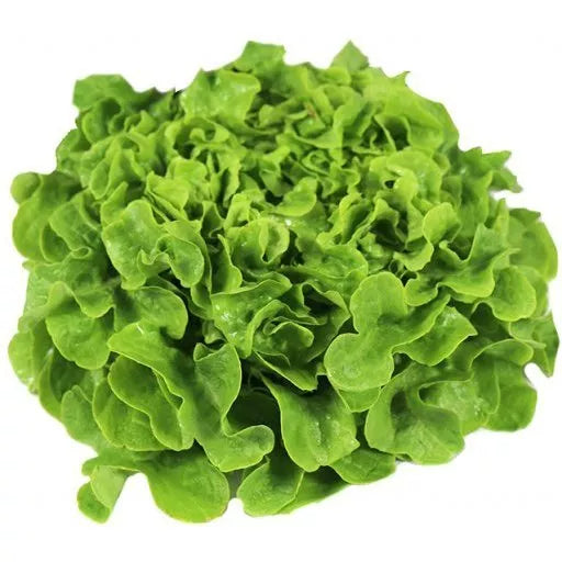 Økologisk Egeblad Salat - 1Stk - Tyskland - Frugt & Grønt Uge 27
