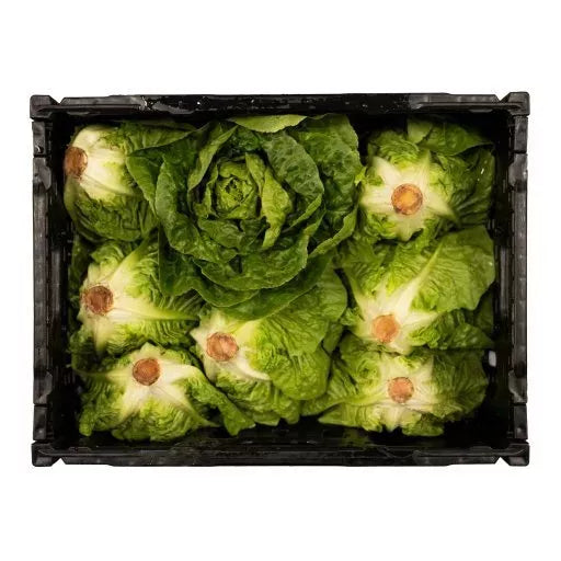 Økologisk Romaine Salat - 1 Stk - Tyskland - Frugt & Grønt Uge 35
