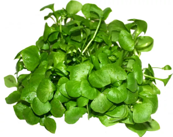 Biodynamisk Porcelænssalat - 1 Pose - Tyskland - Frugt & Grønt Uge 43