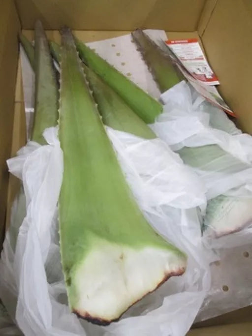 Økologiske Aloe Vera Blade - 1Stk - Spanien - Frugt & Grønt Uge 29