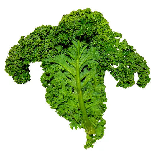 Biodynamisk Grønkål - 1 Bundt - Tyskland - Frugt & Grønt Uge 48