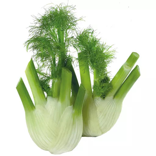Biodynamisk Fennikel - 1 Stk - Tyskland - Frugt & Grønt Uge 39