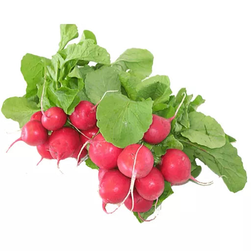 Biodynamiske Radiser - 1 Bdt - Tyskland - Frugt & Grønt Uge 34
