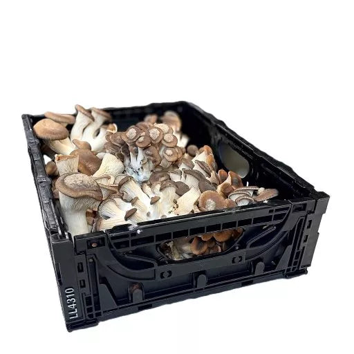 Biodynamiske Østershatte Black Pearl - 100G - Tyskland - Frugt & Grønt Uge 45