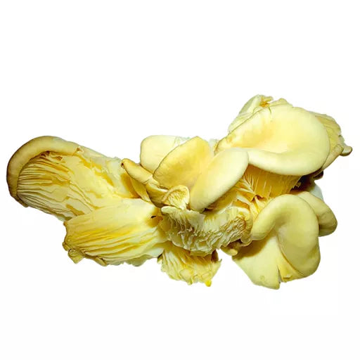 Biodynamiske Østershatte - 100G - Tyskland - Frugt & Grønt Uge 42