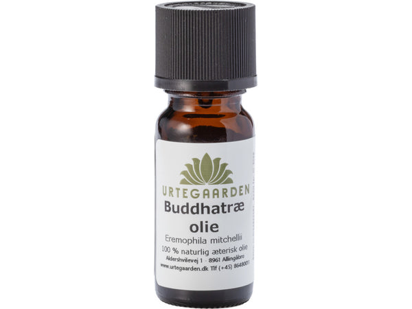 Buddhatræolie Æterisk Olie - 5ML - URTEGAARDEN