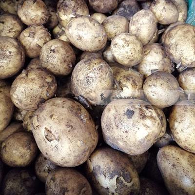 Biodynamiske Kartofler - 100G - Danmark - Frugt & Grønt Uge 42
