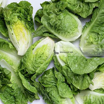 Økologisk  Store Hjertesalat - 1 Stk - Danmark - Frugt & Grønt Uge 42