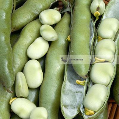 Økologiske Hestebønner - 500G - Italien - Frugt & Grønt Uge 25