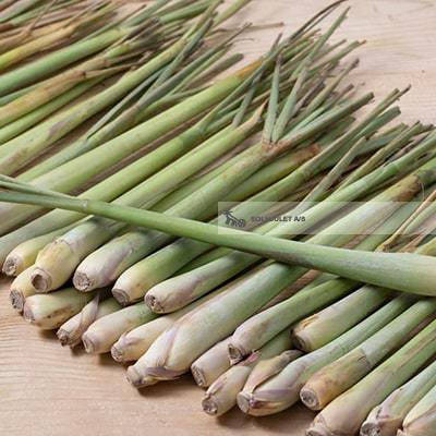 Økologisk Citrongræs - 1 Stk - Spanien - Frugt & Grønt Uge 43