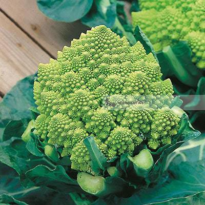 Økologisk Romanesco - 1 Stk - Holland - Frugt & Grønt Uge 33