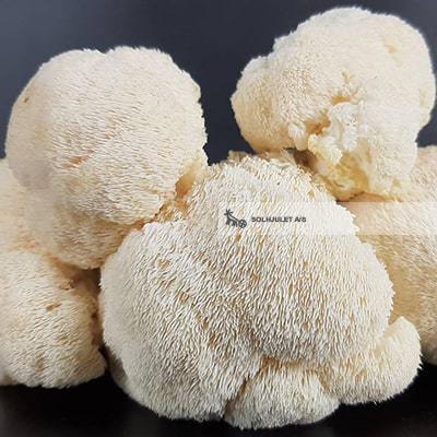 Økologisk Lions Mane Svamp - 100G - Holland - Frugt & Grønt Uge 45