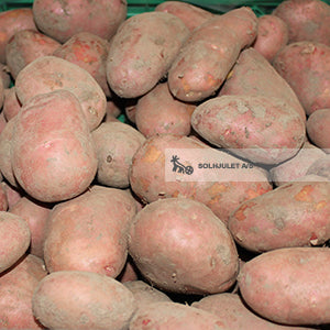 Økologiske Kartofler Rød Alouette Bagekartofler - 100G - Danmark - Frugt & Grønt Uge 45