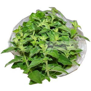 Økologisk Oregano - 1 Bdt - Danmark - Frugt & Grønt Uge 45