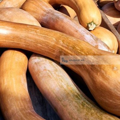 Økologisk Græskar Longue de Nice - 100G - Frankrig - Frugt & Grønt Uge 45