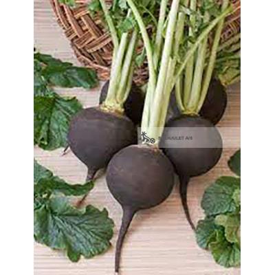 Økologiske Sorte Ræddiker - 100G - Danmark - Frugt & Grønt Uge 45