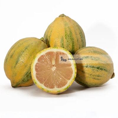 Økologiske Tiger Citron - 100G - Spanien - Frugt & Grønt Uge 47