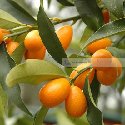 Økologiske Komquats - 100G - Spanien - Frugt & Grønt Uge 48